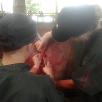 Tierärzte operieren eine Kuh