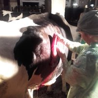 Operation an einer Kuh
